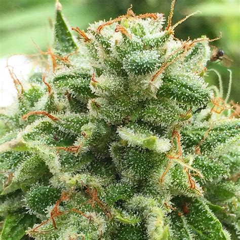 SFV <b>OG</b>, also known as "San Fernando Valley <b>OG</b>," "San Fernando Valley Kush," and "San Fernando Valley" is a sativa-dominant hybrid marijuana <b>strain</b> from Cali Connection that is great for patients. . Clown face og strain